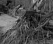 Photograph of tree roots exposed by erosion on the banks of the Murray River.