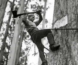 Photograph of a man chopping down a tree with an axe. Photograph of a man chopping down a tree with an axe.