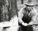 Photograph of two men sawing down a tree in the High Country. Photograph of two men sawing down a tree in the High Country.